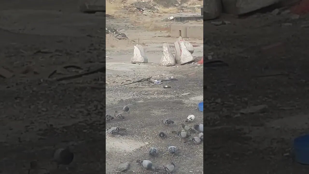 Makkah: Pigeons are enjoying the evening meal, MashAllah