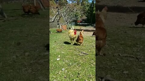 #rooster #chickens #freerange #layers #homesteading #homesteadlife #farm #farmlife #farmanimals