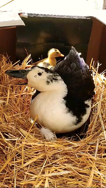 Mama duck quacks to her duckling #ducks