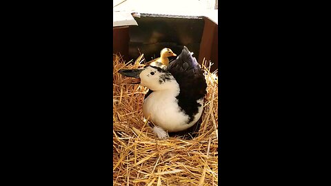 Mama duck quacks to her duckling #ducks