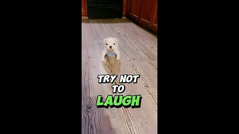 try not to laugh!!! impossible chalenge!