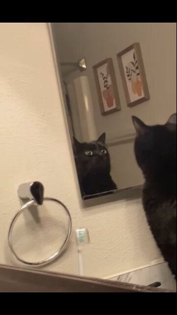 Cat Stares at Himself in Mirror!