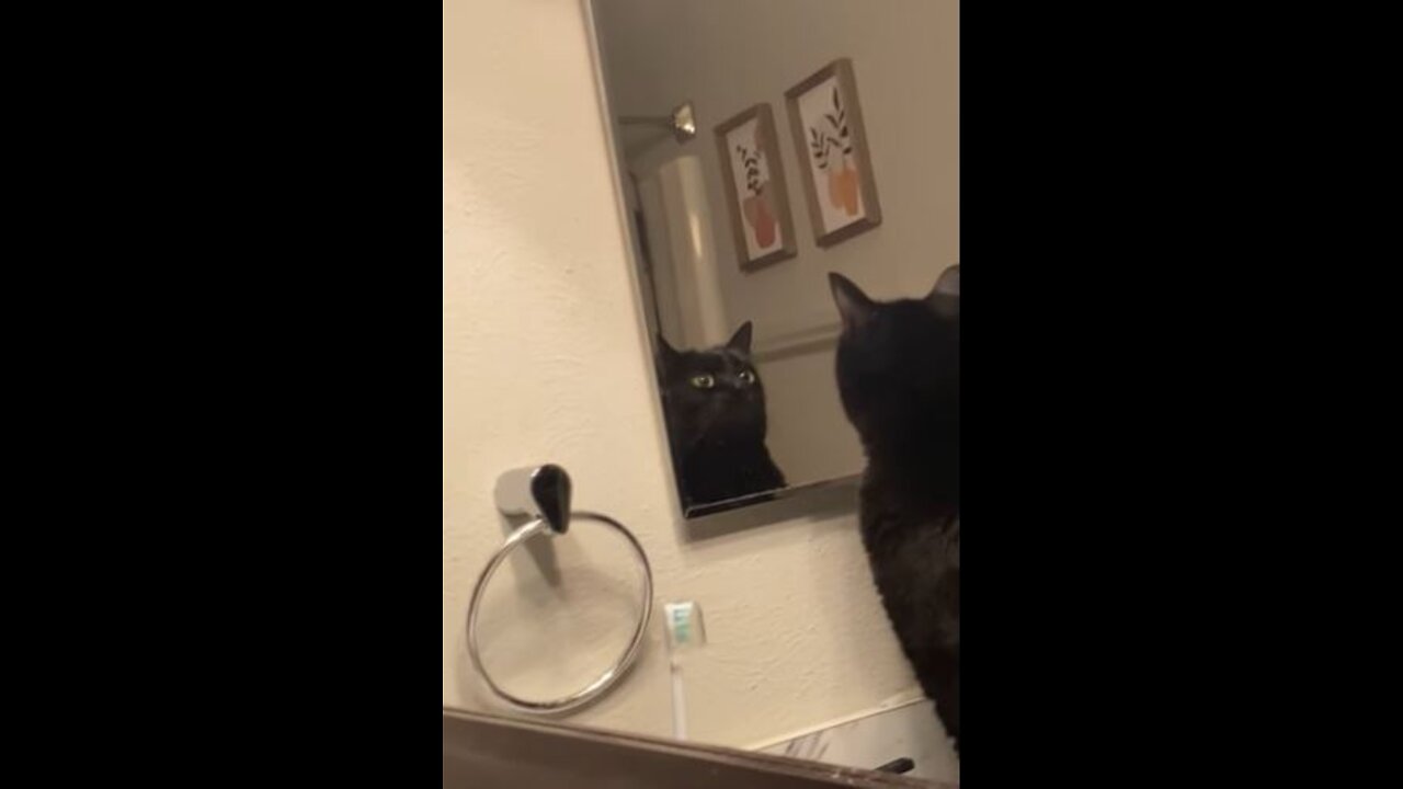 Cat Stares at Himself in Mirror!