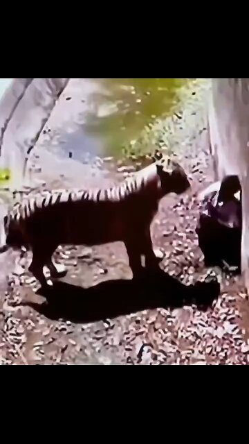 Man’s Tragic Final Moments After Jumping Into Tiger Enclosure