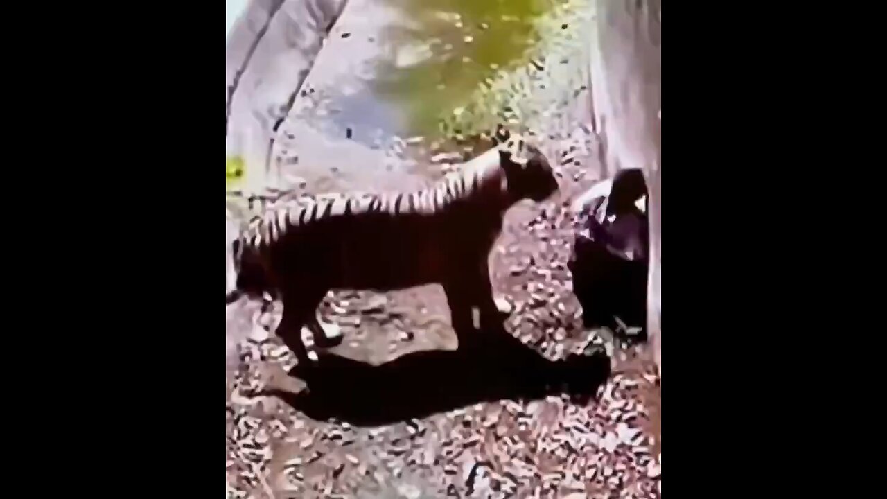 Man’s Tragic Final Moments After Jumping Into Tiger Enclosure