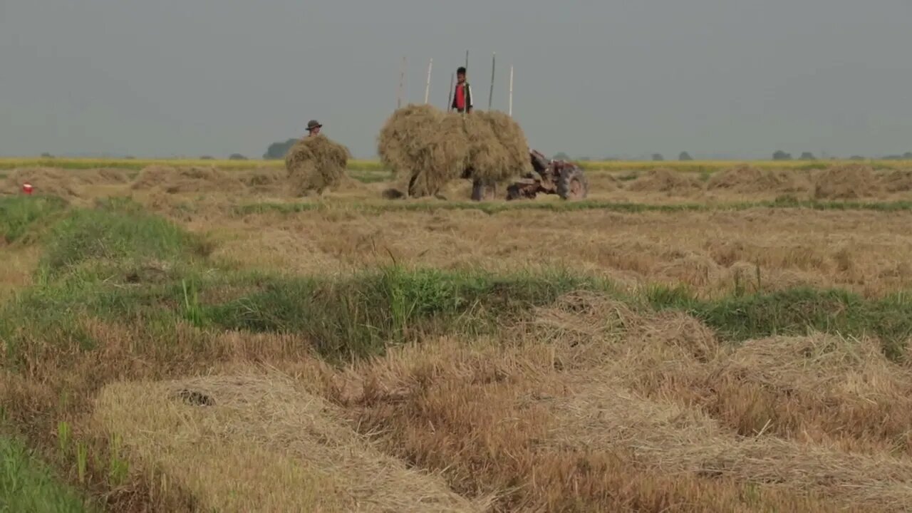 ការប្រមូលចំបើង