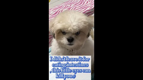 Funny Dog Video Collection