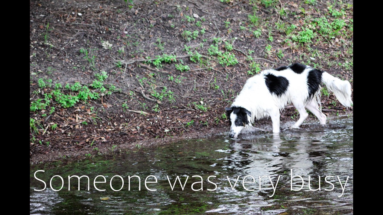 Who's Swimming in My Pond?