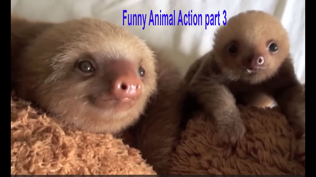 Funny Animal Action part 3 #fuuny #animals#part #videos