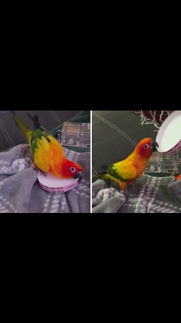 Parrot repeatedly slaps ice cream lid in hilarious fashion