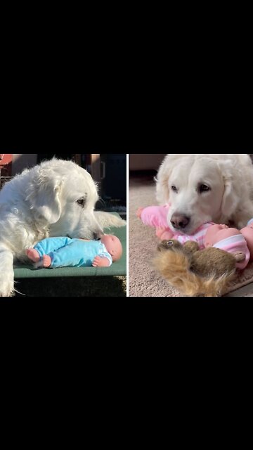 Dog gets baby doll for Christmas, absolutely loves it