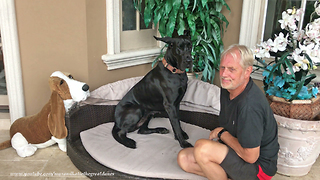 Great Dane enjoys watching Florida thunderstorms