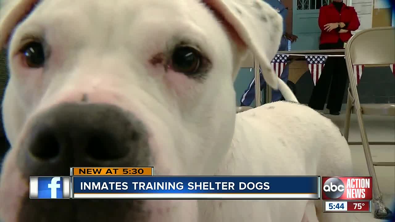 Adoption Ready: Inmates train dogs at local prison