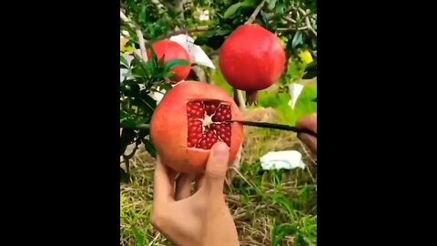 This is how to effectively slice a Pomegranate #shorts