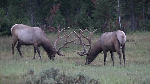 VELVET MANIA 20 BULL ELK! Monster velvet bulls!