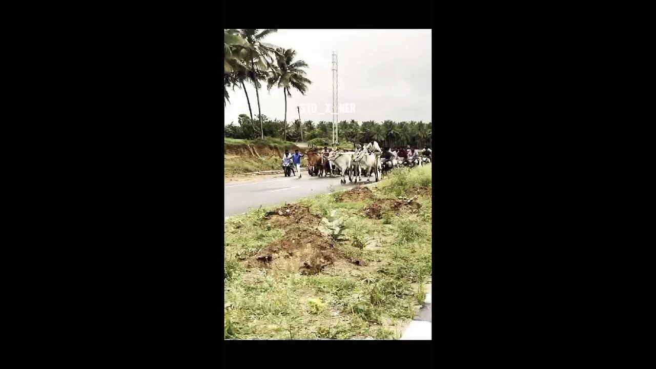 jallikattu #manjuvirattu #official #rekalarace #tamil #tamilnadu #sevalsandai #kaalai