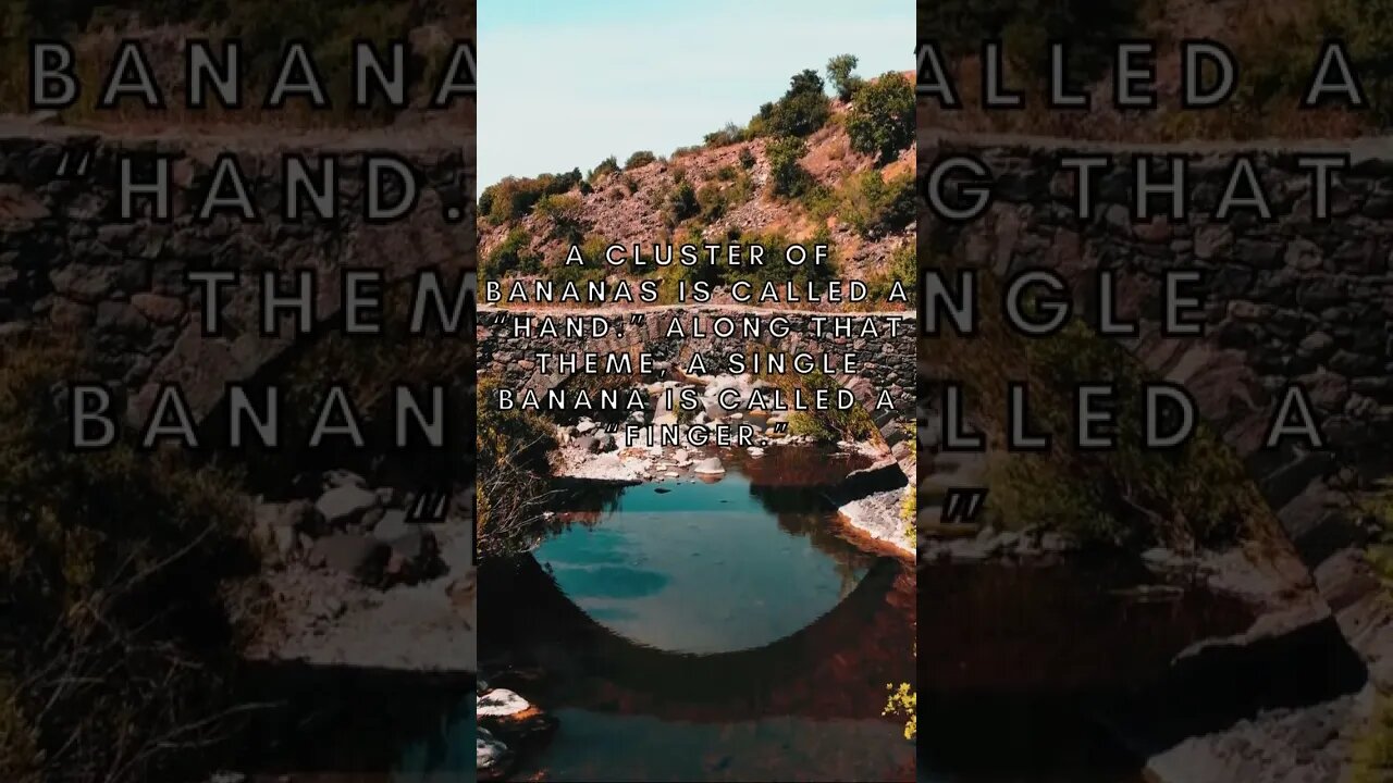 RANDOM FACTS! #shorts #facts #mindblowingfacts #viralshorts #fyp #life