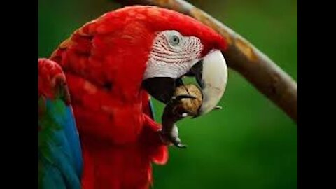 Close-up view of a gorgeous red parrot