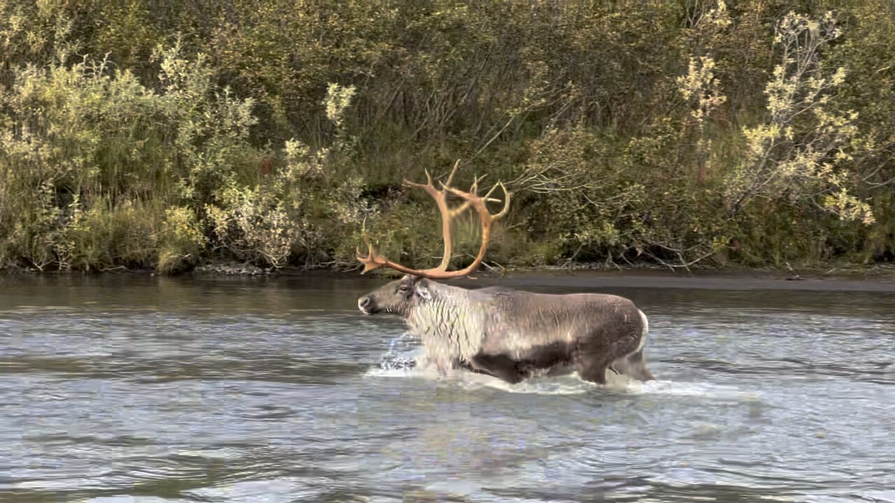 Alaskan Wildlife and Fishing