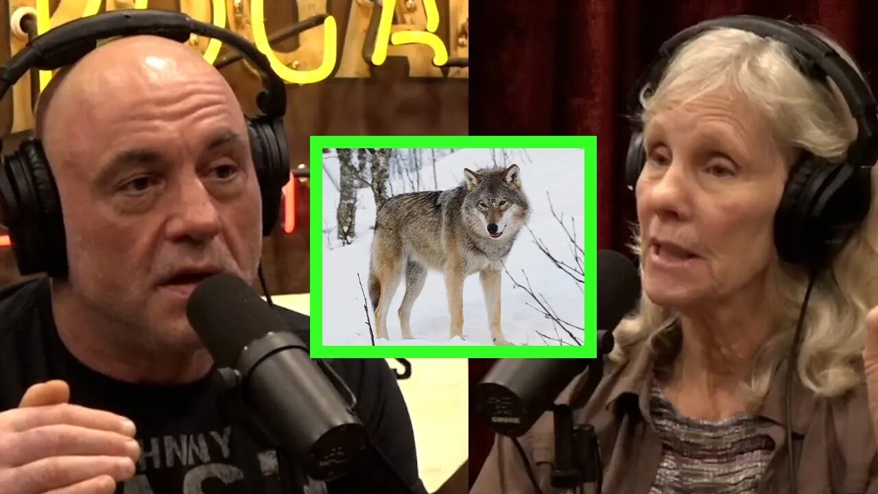 Wolf Expert Diane Boyd on Reintroduction, Hunting, and Wolves "Saving the Planet"