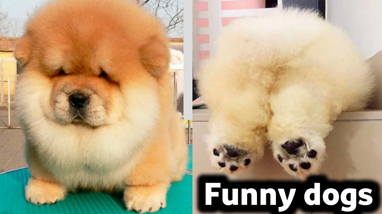 Funny dogs