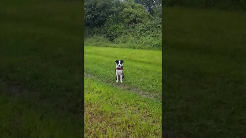 Mylo in the pouring rain