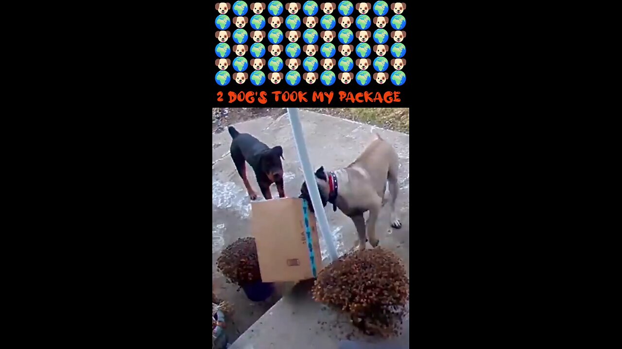 porch pirate puppies on the loose