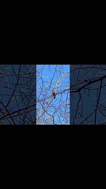 Happy Cardinal Sings For Me