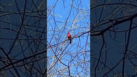 Happy Cardinal Sings For Me