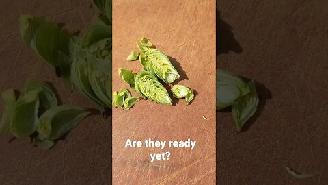 Are your hops ready to pick?