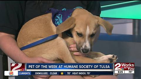 Pet of the Week: Joey