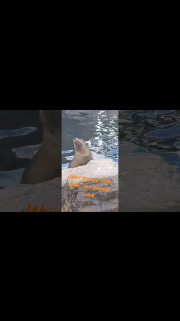 Sealions Judging Me At SeaWorld.