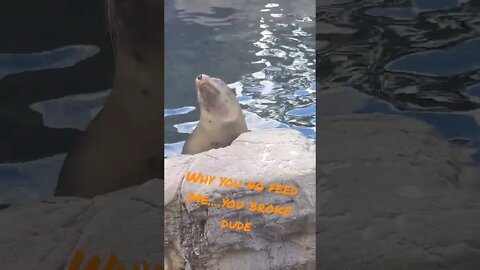 Sealions Judging Me At SeaWorld.