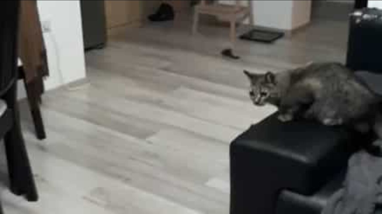 Agile cat shows off goalkeeping skills