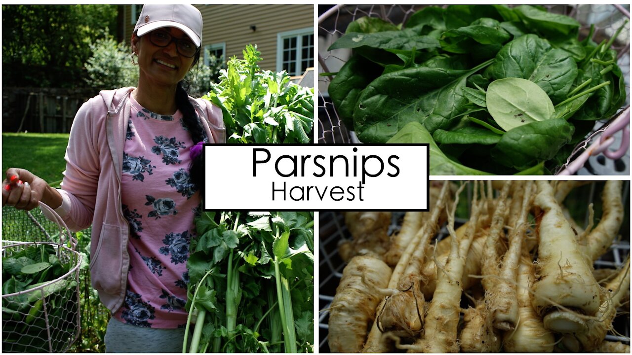 Parsnips & More Spinach To Harvest