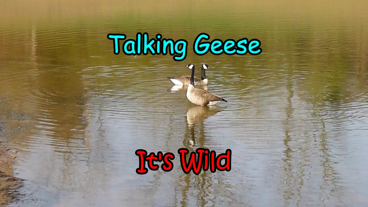 Talking Geese – It’s Wild