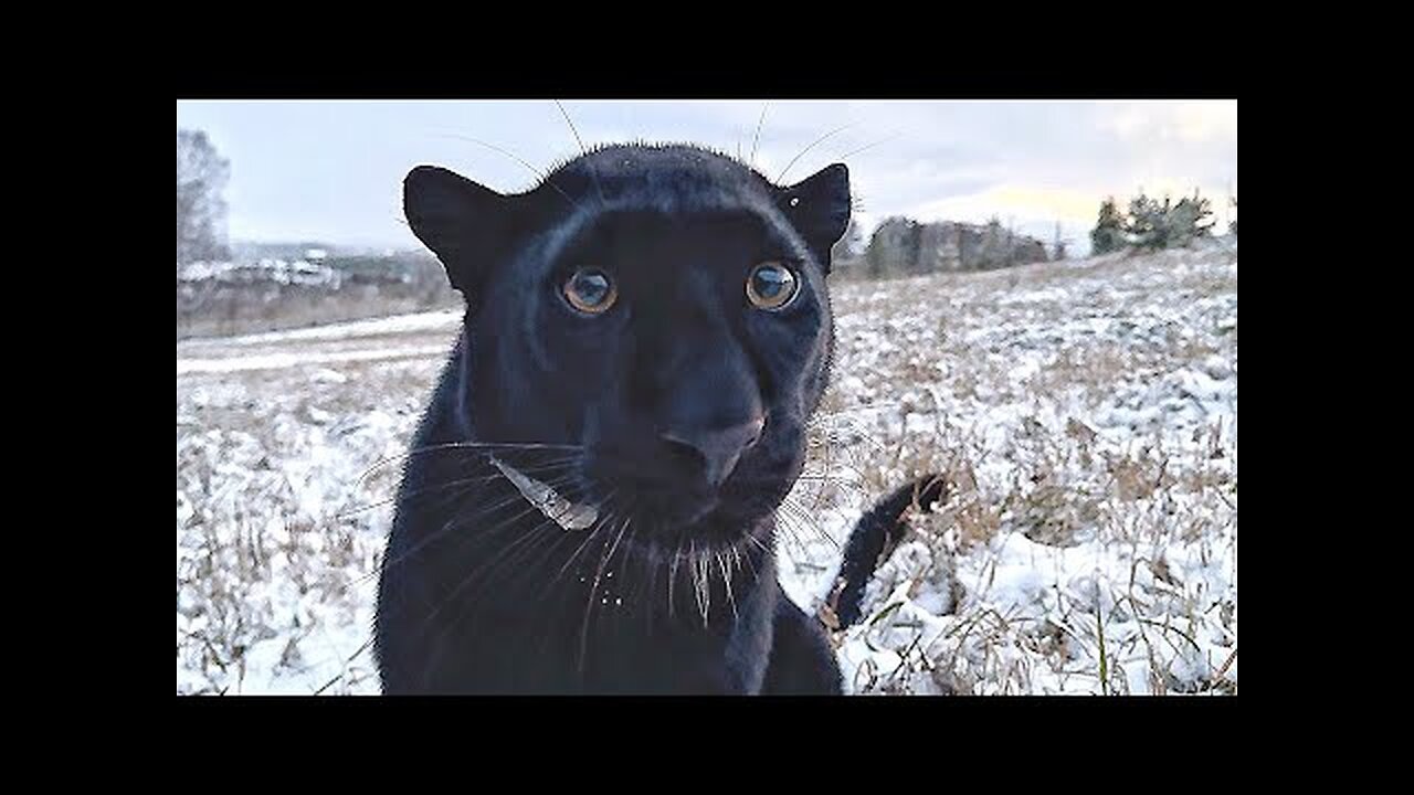 A snowy day with Luna the panther 😸 We are catching a tit🙈