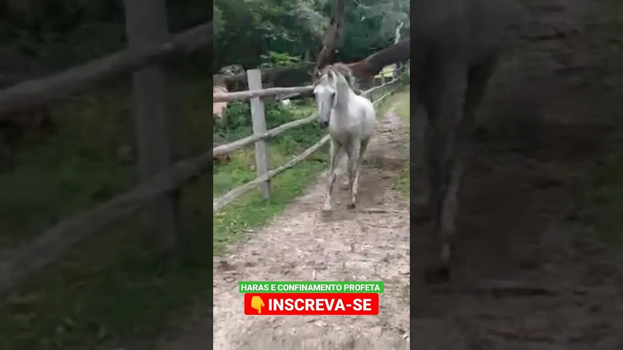 Cavalo esperto 🐴 #shorts #agro #roça #animals #bicho #haras #agropecuaria #confinamento #fazenda