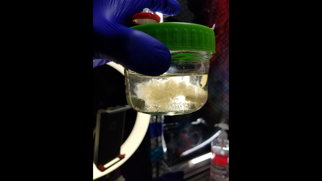 My Mycology Methods - LC to Agar 🧫 Test Plate 🍽️