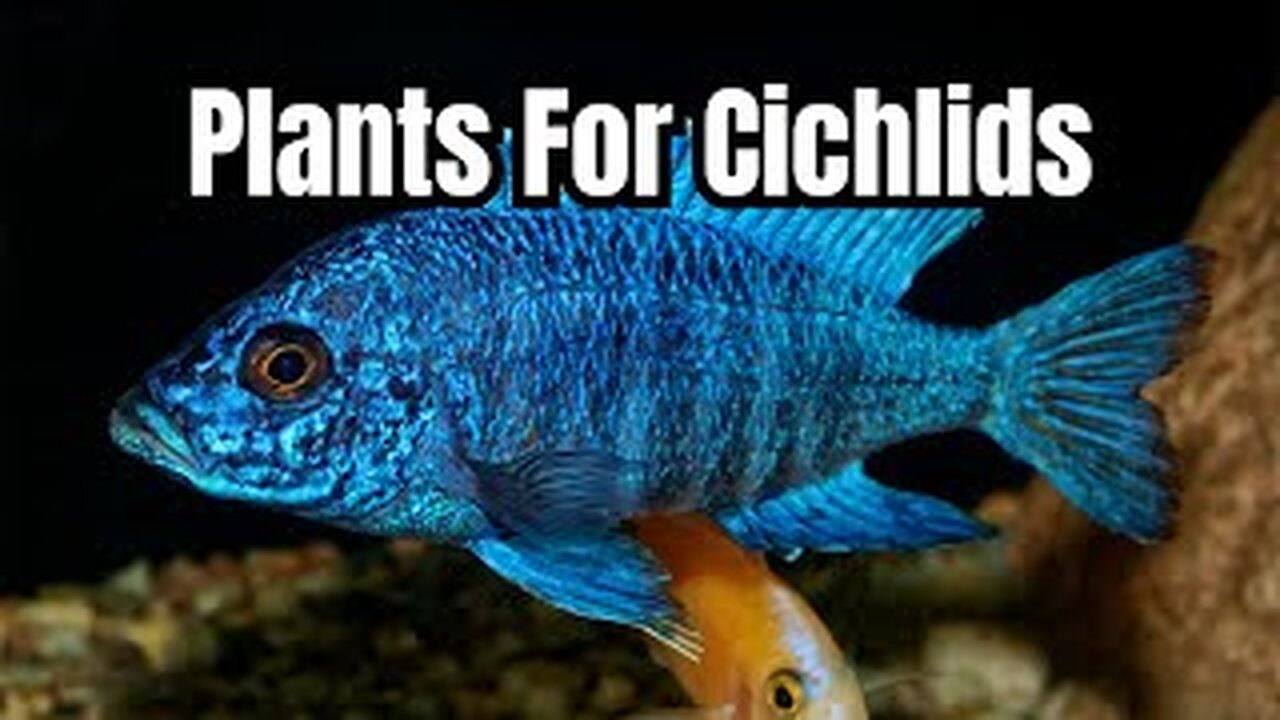 Top 7 BEST Plants For Cichlids