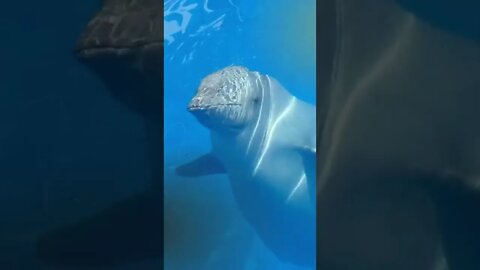 Beluga Whale Sound Learn Animals is FUN shorts