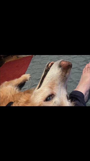 My Dog Loves Feet | barks until I give her mine 🤣👣 | Typical Night Antics