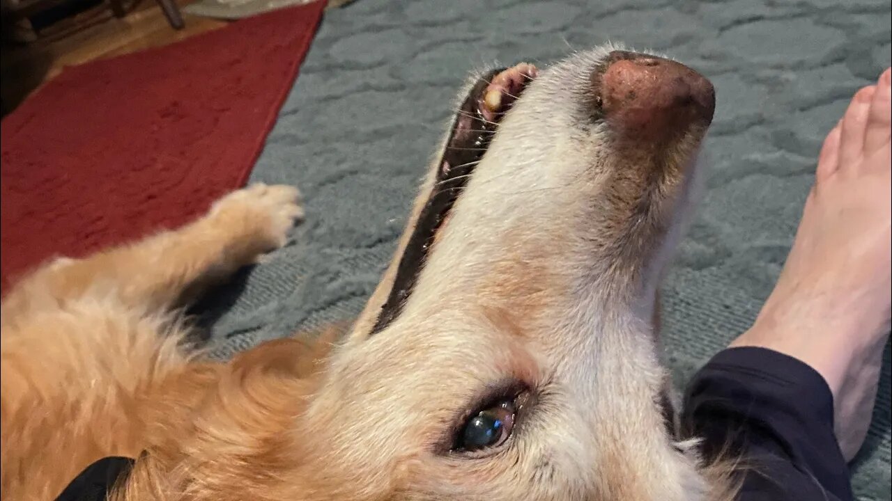 My Dog Loves Feet | barks until I give her mine 🤣👣 | Typical Night Antics