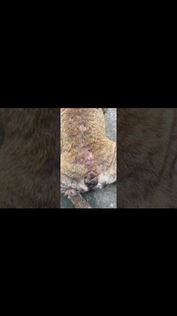 Poor French Bulldog abandoned, seriously ill