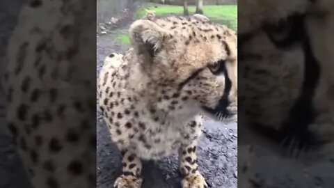 Viscous animal roars at unsuspecting cameraman