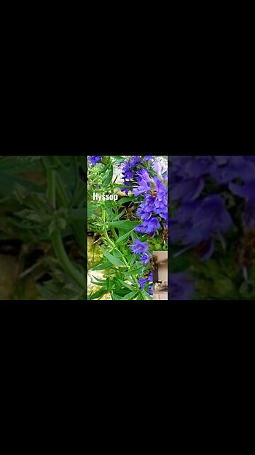 Fever Support with Herbal Tea | HYSSOP