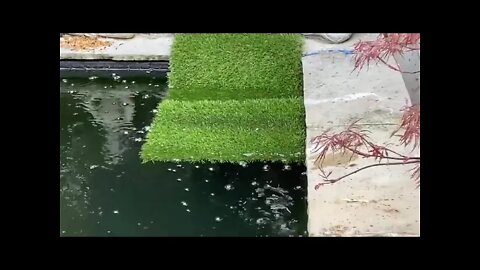 Visited by a couple of ducks