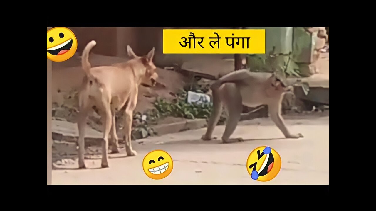 funny dog vs monkey video ll funny video ll comedy videos ll zili funny video ll funny tik tok video