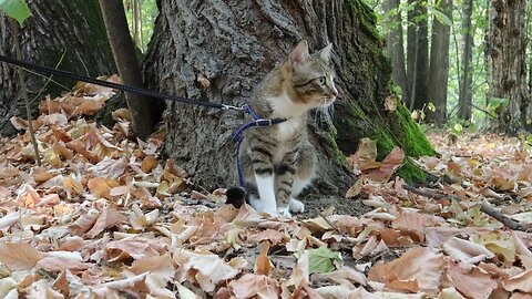 Cat Stopped to Rest under a Tree