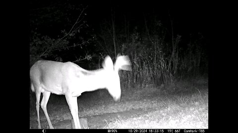 Buck Deer Cam 10-29-2024